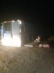 Homem fica ferido após caminhão carregado com suínos tombar na BR-153