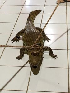 Mulher encontra jacaré na cozinha e pensa que é um boneco