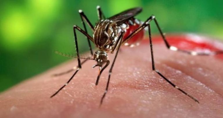 Primeiro caso de chikungunya em 2021 é confirmado em Santa Catarina