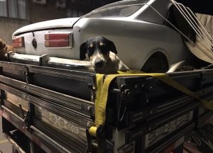 Polícia Militar de Campos Novos registra ocorrência de maus-tratos contra animais