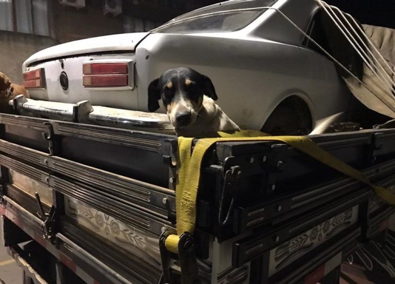Polícia Militar de Campos Novos registra ocorrência de maus-tratos contra animais