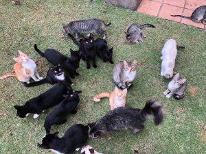 Projeto Adote um Meow precisa de ajuda para continuar cuidando e resgatando gatinhos abandonados