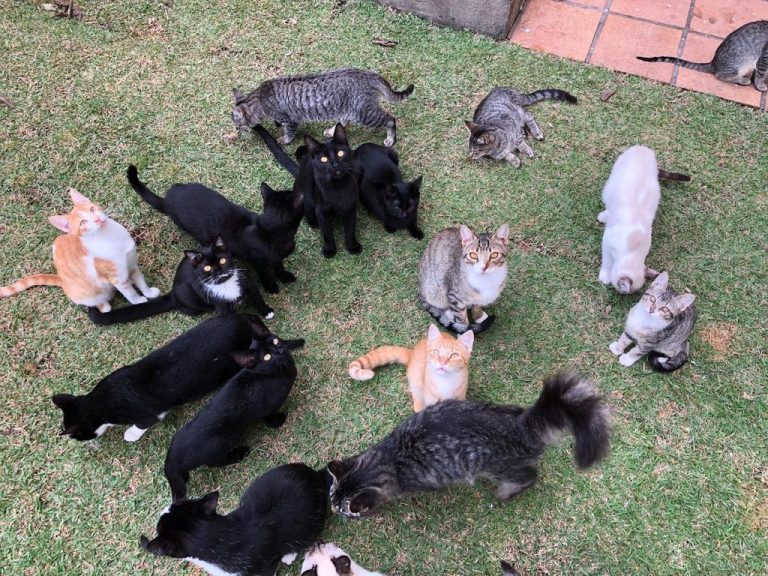 Projeto Adote um Meow precisa de ajuda para continuar cuidando e resgatando gatinhos abandonados