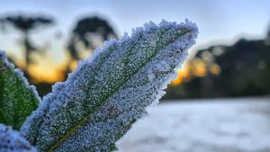Assista! Meteorologista fala sobre o que esperar da onda de frio em SC