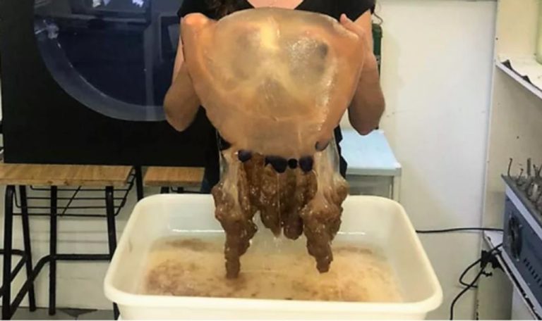 Pesquisadores de SC capturam exemplar raro de água-viva gigante com 4,6 quilos