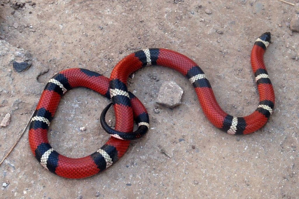 Cobra coral é encontrada em banheiro de casa em Chapecó