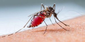 Luzerna tem caso suspeito de dengue