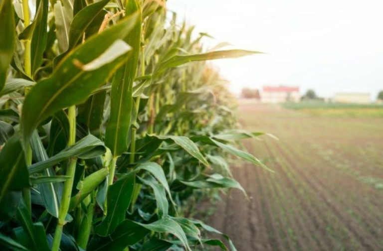 Núcleo do Agronegócio da ACIOC apoia produtores em razão da estiagem