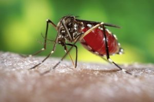 Primeiro caso de dengue é confirmado em Luzerna