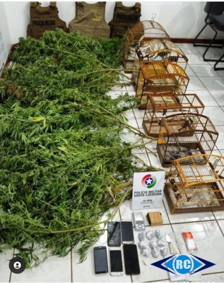 PM flagra de tráfico de drogas e apreende animais silvestres em Zortéa
