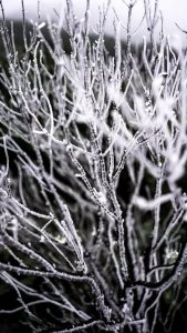 Primeira neve de 2022 em SC é registrada em Urupema, diz Epagri/Ciram