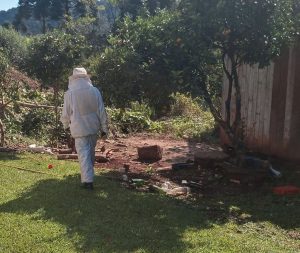 Ataque de abelhas mata cachorro e causa pânico em Videira