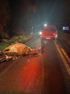 Viatura da PM e mais um carro batem contra cavalo na SC-466