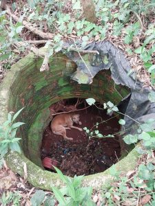 Cão é resgatado pelos Bombeiros de Seara dentro de poço