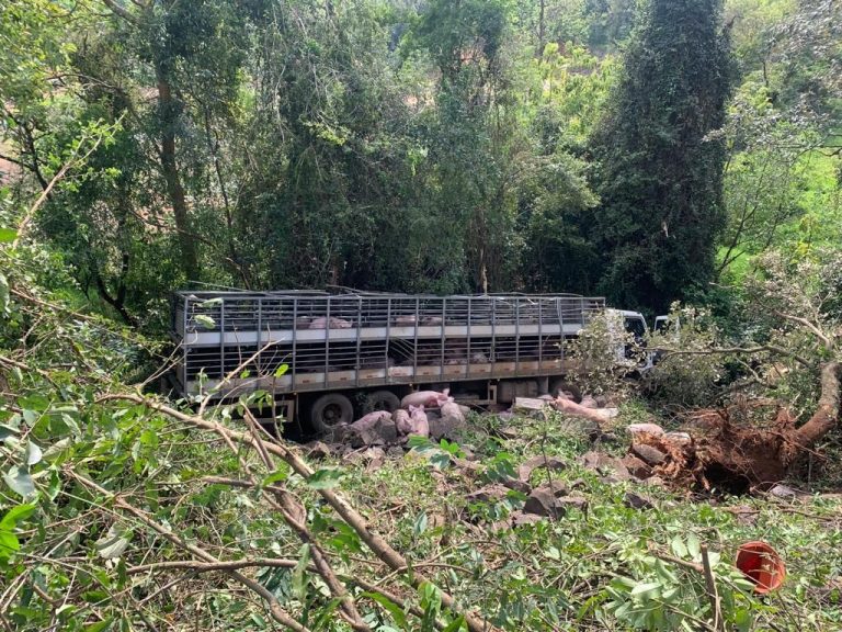 Caminhão carregado com suínos cai em ribanceira na BR-282