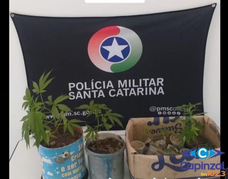 Plantação de pés de maconha é localizada no interior de Capinzal