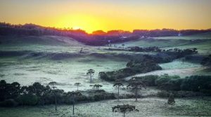 Primeira geada de 2023 cobre vegetação na Serra catarinense