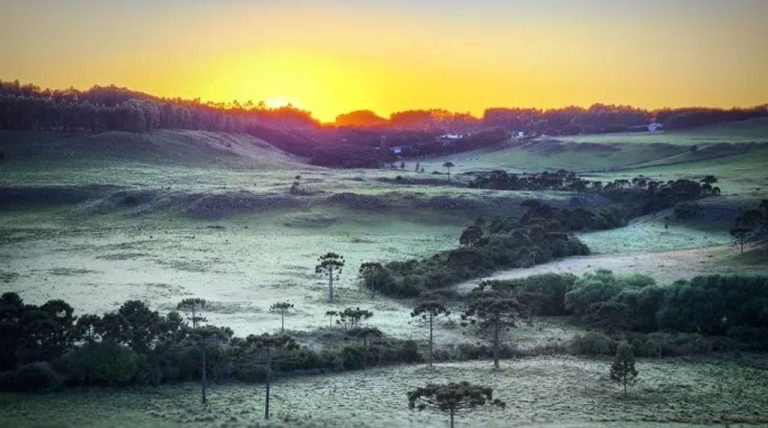 Primeira geada de 2023 cobre vegetação na Serra catarinense
