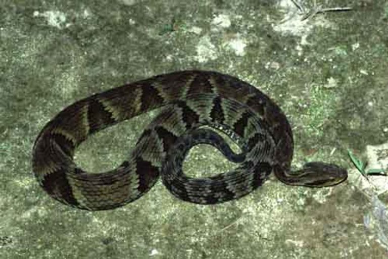 Uma das cobras mais perigosas do país é capturada em garagem de casa em SC