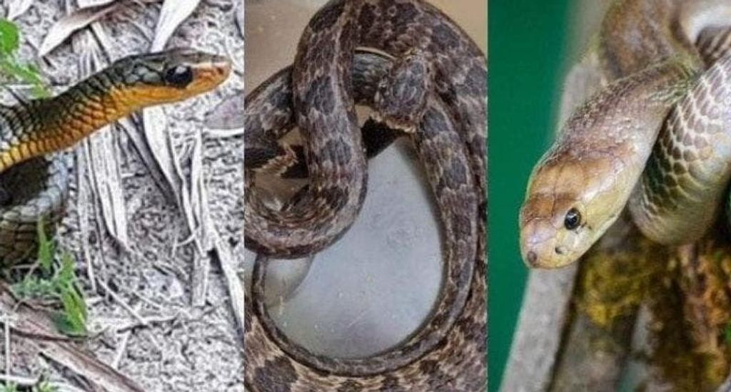 Por que cobras aparecem com frequência em casas de SC?