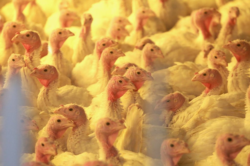 Santa Catarina suspende eventos com aves como forma de prevenção à Influenza Aviária