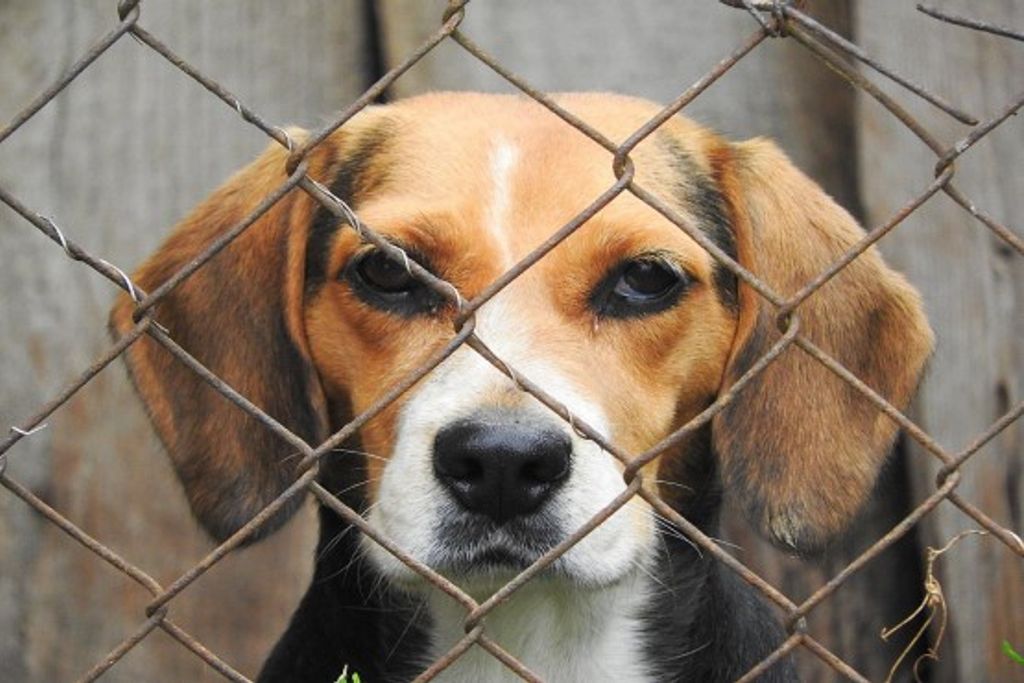 Mulher é condenada por diatribes lançadas em redes sociais contra protetora de animais