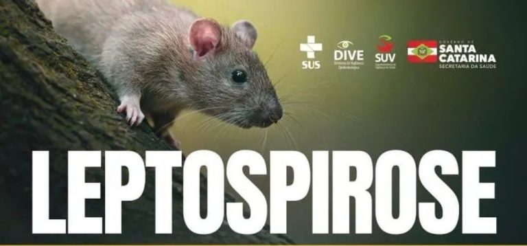 Casos e mortes de leptospirose aumentam em SC