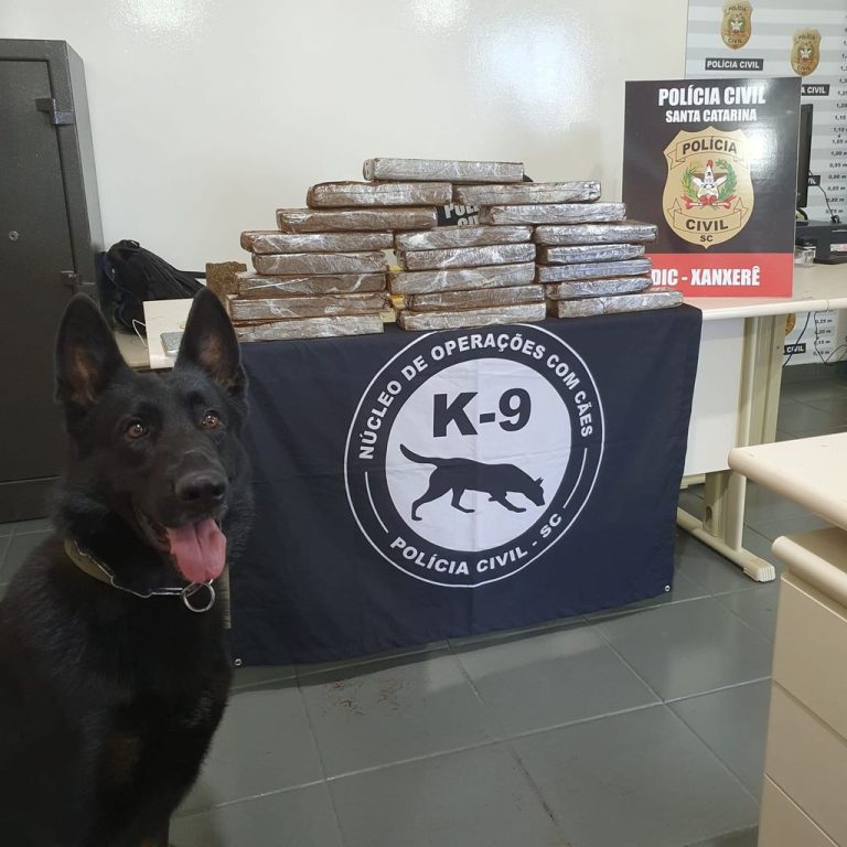 Mulheres que se deslocavam para Joaçaba com cerca de 15 kg de maconha são presas