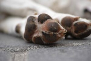 Justiça condena mulher por maus-tratos ao próprio cão no Oeste