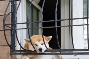 Justiça de SC condena tutora de cão que morreu trancado em apartamento enquanto ela viajava