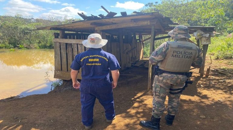 Após denúncia, Polícia Ambiental flagra criação de javalis na região