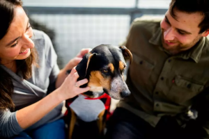Projeto prevê para guarda compartilhada de pets em caso de divórcio