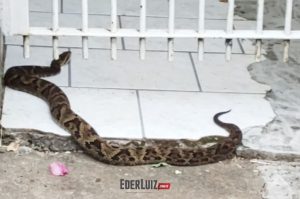 Perigo! Jararaca de um metro e meio é encontrada no portão de casa em Joaçaba