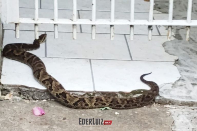 Perigo! Jararaca de um metro e meio é encontrada no portão de casa em Joaçaba