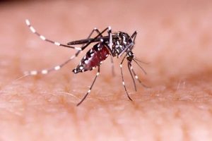 Vigilância Epidemiológica confirma transmissão local de variante tipo 2 da dengue em Concórdia