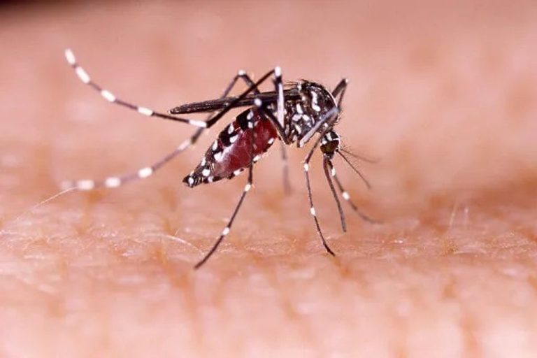 Vigilância Epidemiológica confirma transmissão local de variante tipo 2 da dengue em Concórdia
