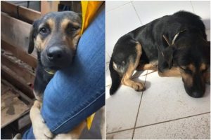 Cachorro que “abraçou” perna de veterinária de Chapecó no RS reencontra o tutor
