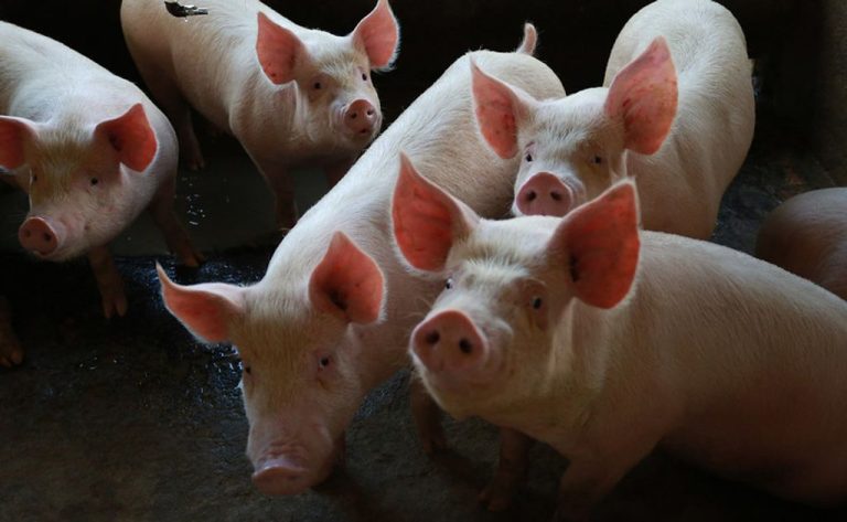 Valor da Produção Agropecuária de Santa Catarina cresce e ultrapassa os R$ 60 bilhões