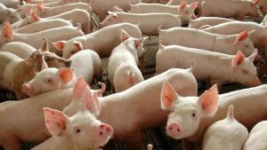 SC tem crescimento na exportação de carne suína em 2024 e segue na liderança do setor no país