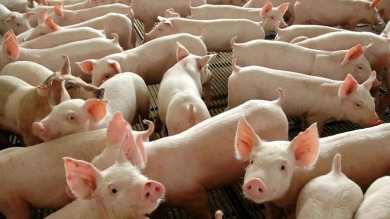 SC tem crescimento na exportação de carne suína em 2024 e segue na liderança do setor no país