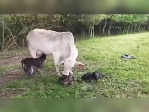 Raro: Vaca dá à luz quatro bezerros de uma só vez na região