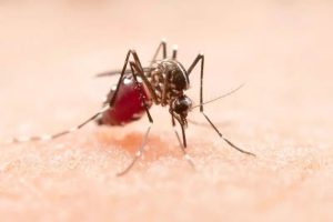 Estado tem aumento de 200% nos casos de dengue nas últimas semanas