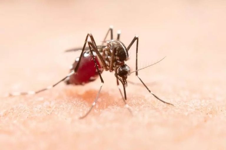Estado tem aumento de 200% nos casos de dengue nas últimas semanas