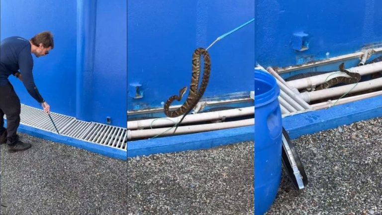 Estressada, cobra venenosa ataca biólogo em Santa Catarina