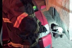 Mulher é atacada por pitbull e é socorrida em estado grave em Santa Catarina