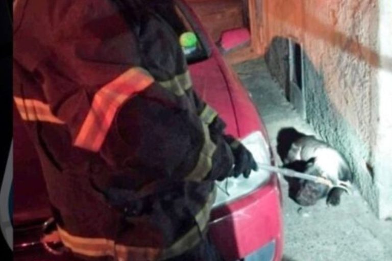 Mulher é atacada por pitbull e é socorrida em estado grave em Santa Catarina