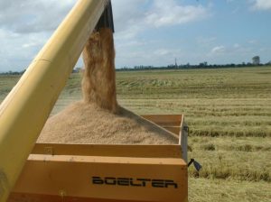 SC abre a colheita de arroz com expectativa de produzir mais de 1,2 bilhão de toneladas