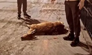 Veado morre em frente à Igreja Matriz após ser atacado por cães no Meio-Oeste