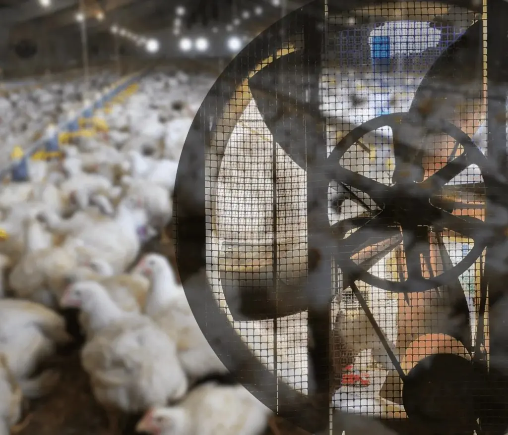 Agricultor tem braço amputado em acidente de trabalho em aviário