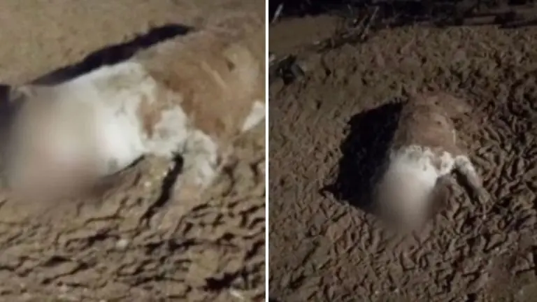 Cachorro é encontrado morto com patas decepadas e olhos costurados em praia de SC